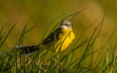 Close-up of bird on grass