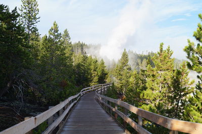 Footbridge amidst trees in forest against sky