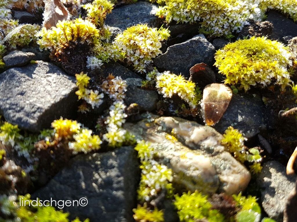 flower, nature, plant, sunlight, growth, outdoors, beauty in nature, yellow, no people, day, fragility, close-up, freshness