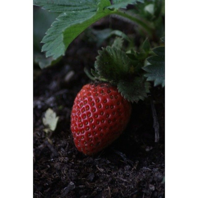 red, transfer print, food and drink, fruit, auto post production filter, food, close-up, healthy eating, freshness, growth, leaf, ripe, nature, strawberry, berry fruit, mushroom, no people, growing, day, field