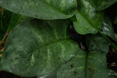 Close-up of raindrops on leaves