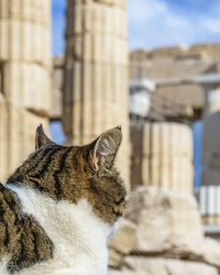 Close-up of a cat against building