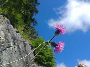 Low angle view of flower tree against sky