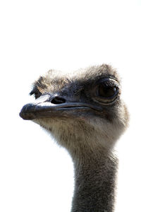 Close-up of ostrich