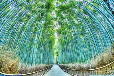 Footpath amidst trees