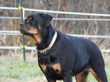 Black dog looking away on field