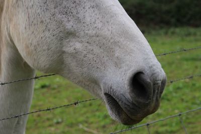 Close-up of horse by fence on grassy field