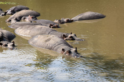 Hippos swimming in lake