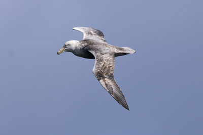 Low angle view of eagle flying against clear sky