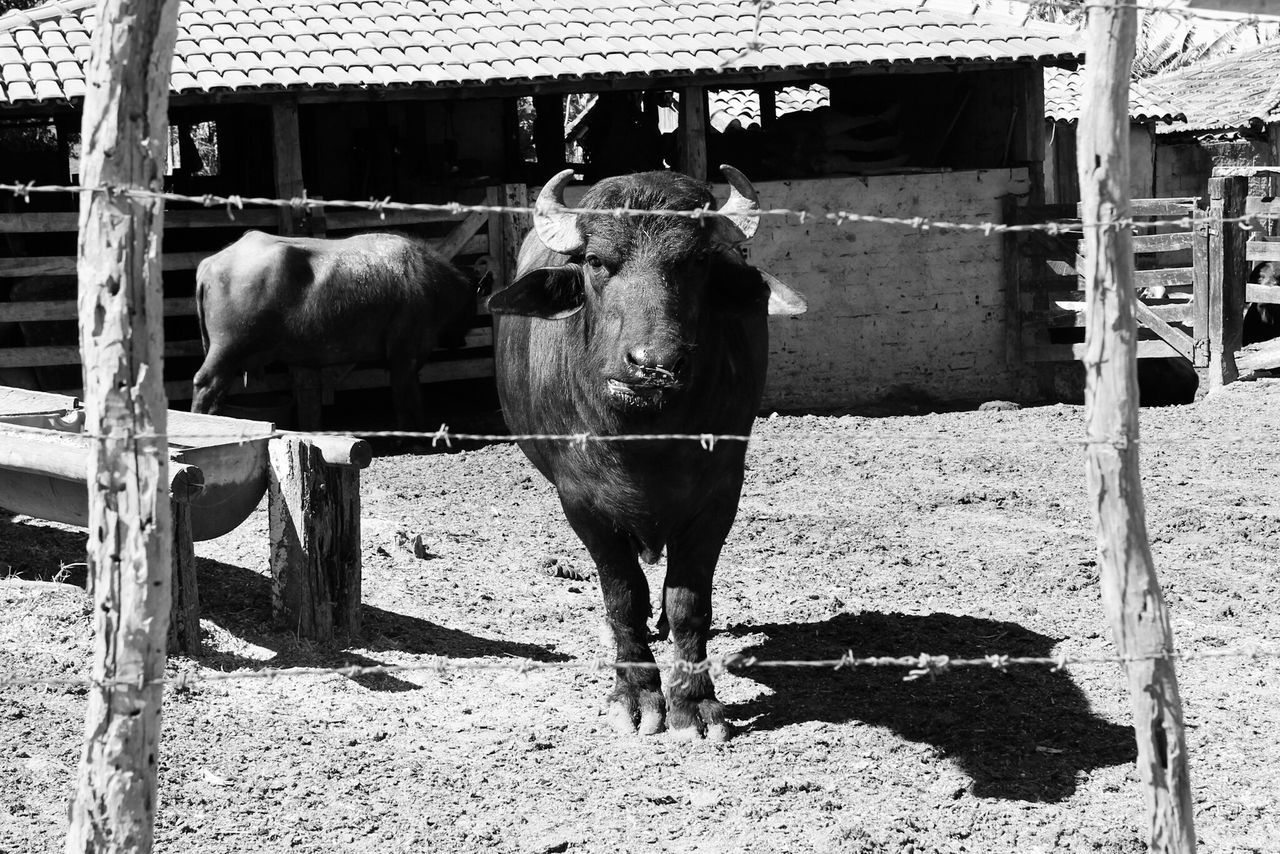 COW STANDING ON FLOOR