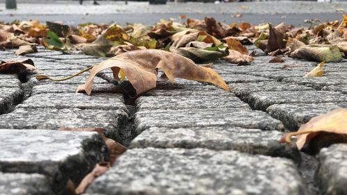 Close-up of dry leaves on footpath