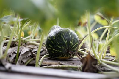 Close-up of fresh vegetables