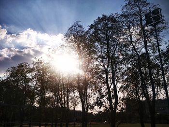 Low angle view of trees against sky