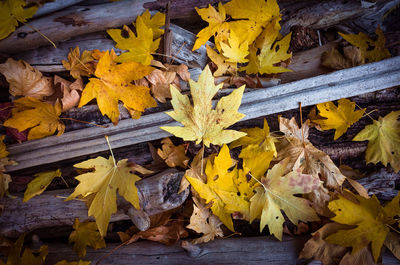 High angle view of yellow maple leaves