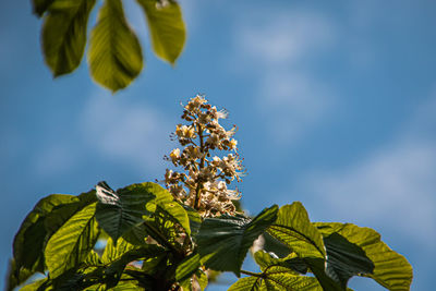 Low angle view of flowering plant against sky