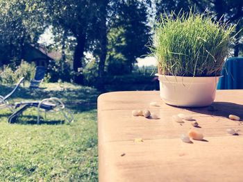 Close-up of potted plants on table in yard