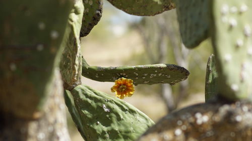 Close-up of insect on leaf