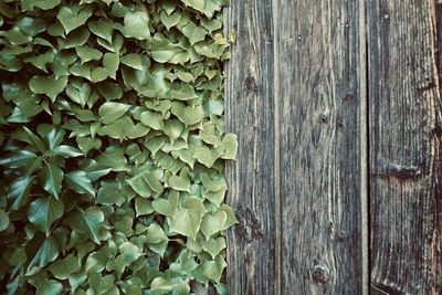 Full frame shot of ivy growing on wood