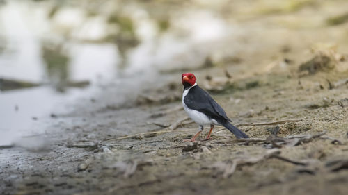 Close-up of bird perching on rock