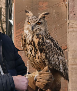 Eurasian eagle-owl edinburgh, scotland, uk