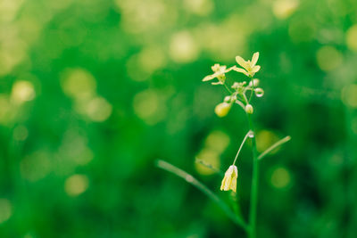 Close-up of flowering plant on field