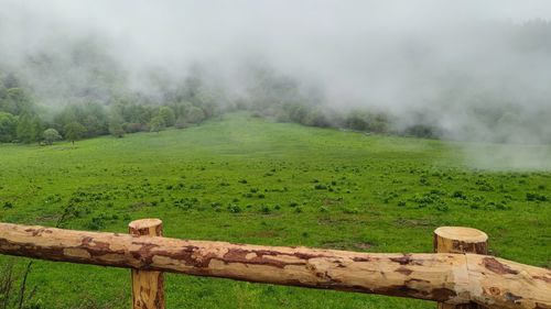 Scenic view of agricultural field