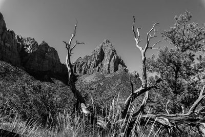 Plants growing on rocks against sky