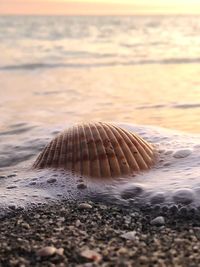 Close-up of shell on beach