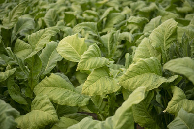 Full frame shot of fresh green leaves