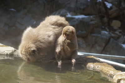 Monkeys on hot spring 