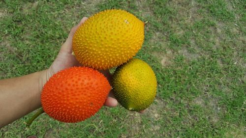 High angle view of person holding fruit