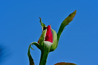 Close-up of red rose flower against blue sky