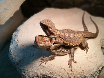 Close-up of lizard