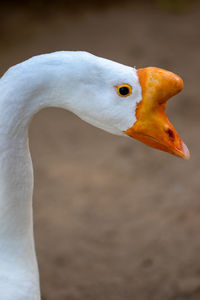 Close-up of a bird