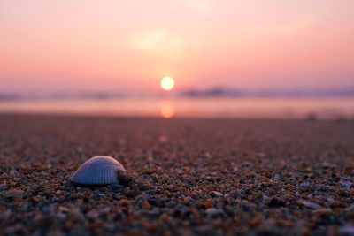 Close-up of seashell on beach