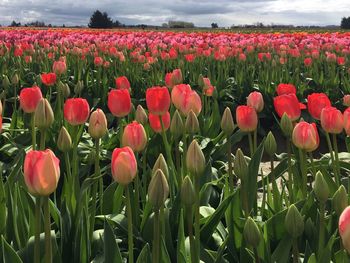 Close-up of red tulips in field