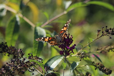 Close-up of butterfly pollinating on flower