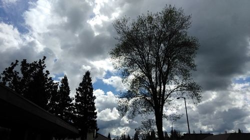 Low angle view of trees against sky in city