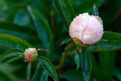 Close-up of wet pink flower