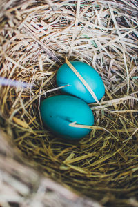 High angle view of eggs in nest