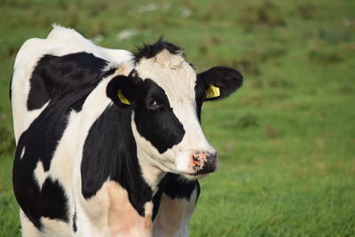 Close-up of a cow