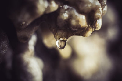 Close-up of raindrops on plant