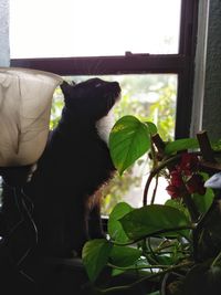 Close-up of a cat looking at window