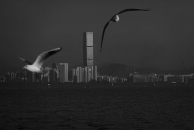 Seagulls flying in city against sky