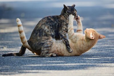 Cats boxing