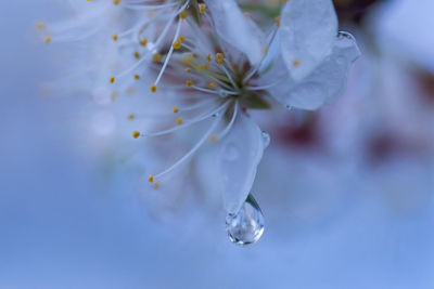 Close-up of fresh white flower with water drops