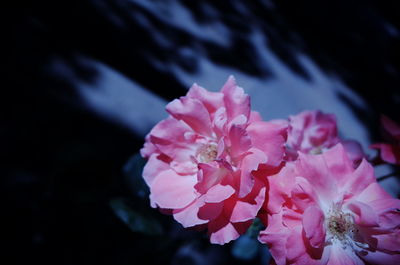 Close-up of pink cherry blossom