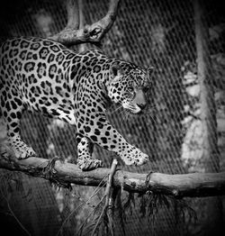 Alert jaguar walking on branch at zoo