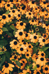 High angle view of yellow flowering plant