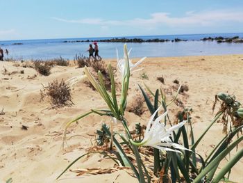 Scenic view of beach against sky